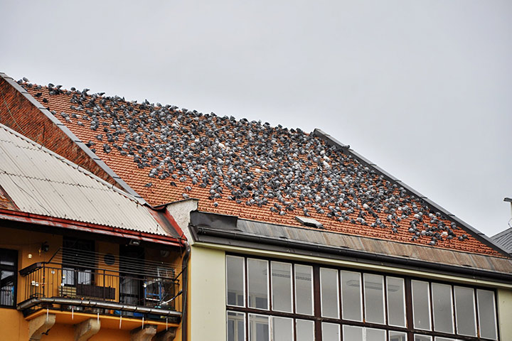 A2B Pest Control are able to install spikes to deter birds from roofs in Houghton Le Spring. 