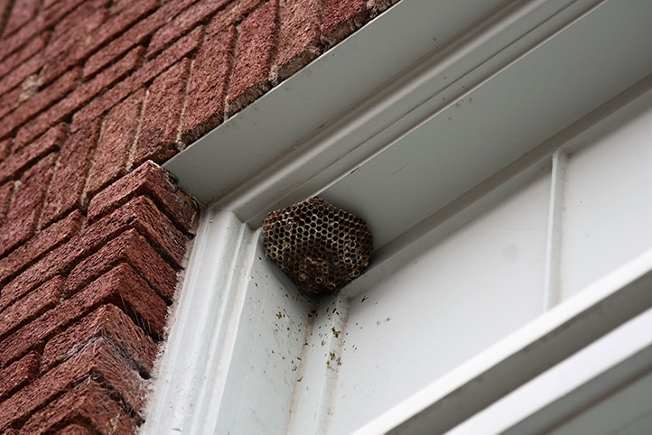 We provide a wasp nest removal service for domestic and commercial properties in Houghton Le Spring.